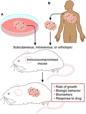 Overview of the Use of Murine Models in Leukemia and Lymphoma Research